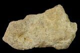 Fossil Dinosaur (Triceratops) Skull Section - North Dakota #155346-1